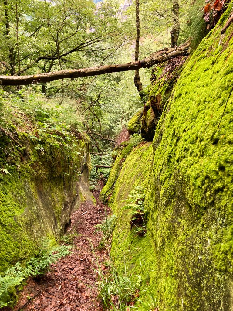 Naturpfad in der sächsischen Schweiz